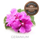 Geranium Flavouring For Loose Snus